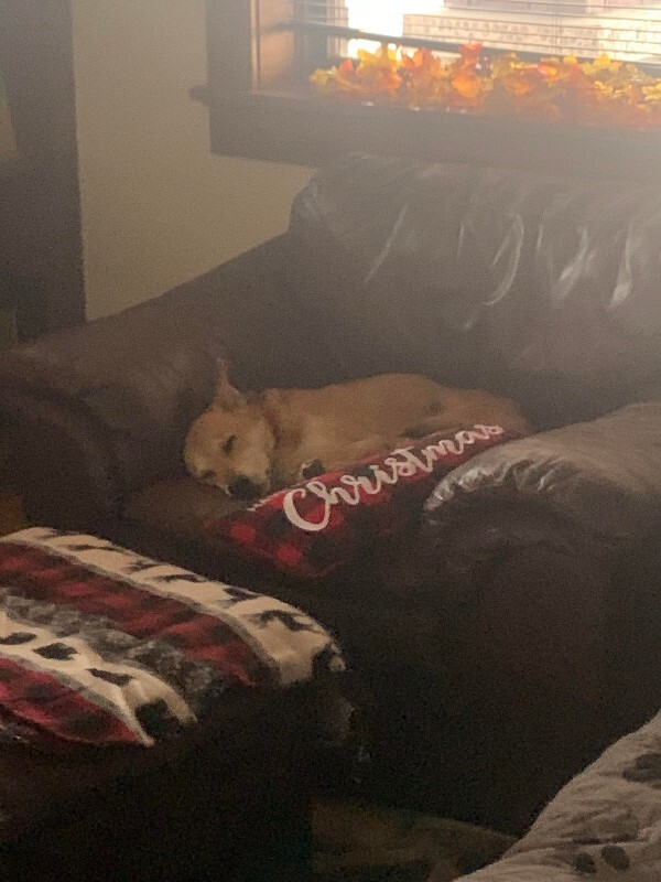 Picture of the Animal Listed